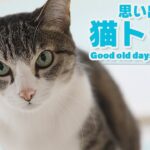 思い出に浸る猫トーク