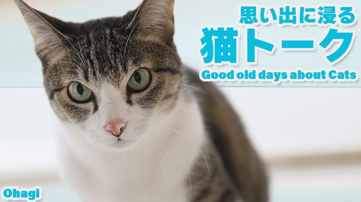 思い出に浸る猫トーク