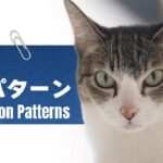 猫の行動パターンとは