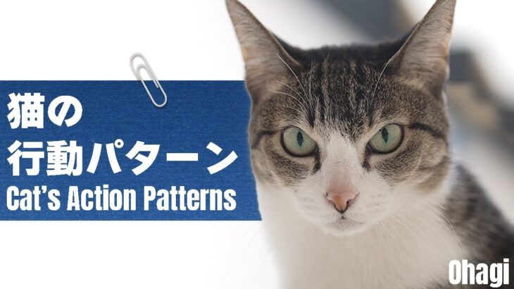 猫の行動パターンとは