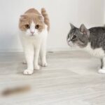 生まれて初めて毛玉を吐いた弟を見た猫が心配しすぎてこうなっちゃいました…