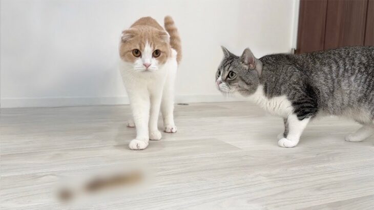 生まれて初めて毛玉を吐いた弟を見た猫が心配しすぎてこうなっちゃいました…