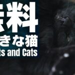 無料が好きな猫