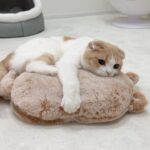 猫に初めて湯たんぽをあげたら気持ちよすぎてこうなっちゃいました…笑