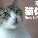 平和なまったり猫休み