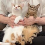 保護して実家に譲渡した子猫たちと久しぶりに再会したらとんでもない姿になってました…