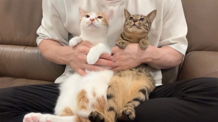 保護して実家に譲渡した子猫たちと久しぶりに再会したらとんでもない姿になってました…