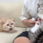 兄の爪切りを見ただけで拒絶反応を起こした猫がとんでもないことになりました…