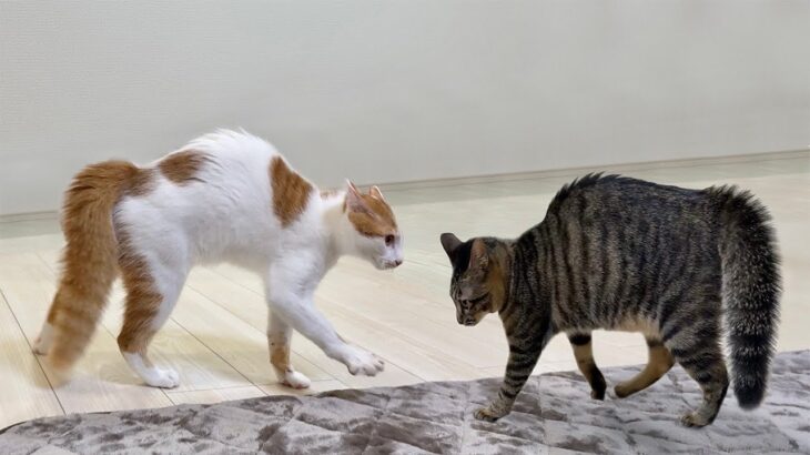 夜中に猫たちが騒がしいので見に行ったら本気で戦ってて大変なことになってました…