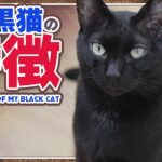 ウチの黒猫の特徴とは