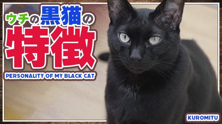ウチの黒猫の特徴とは