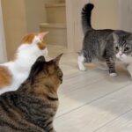 里子に出した保護猫たちと久しぶりに再会したら成長しすぎててボス猫がこうなっちゃいました…