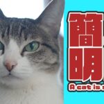 簡単明瞭な猫の行動
