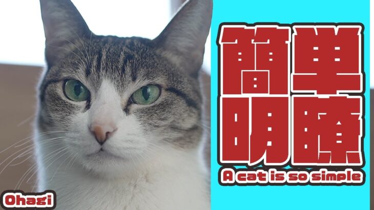 簡単明瞭な猫の行動