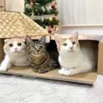 クリスマスに猫用こたつをプレゼントしたら猫たちがまさかのこうなっちゃいました…
