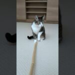 猫vs棒 – A cat vs a stick – #shorts #s #cat