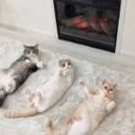 今年初めて暖炉をつけたら猫たちが気持ち良すぎて全員こうなってました…www