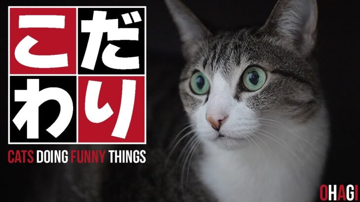 猫のこだわり【2025年】