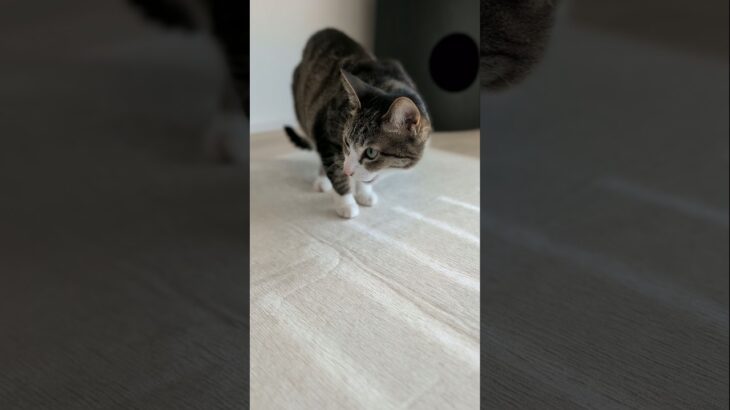 ニオイのもとを辿った猫🐱 – A cat followed the scent of the odor – #shorts #cat