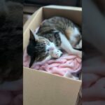 寝付く猫🐱 – A cat goes to sleep – #shorts #s #cat
