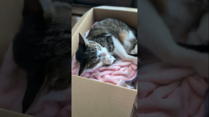 寝付く猫🐱 – A cat goes to sleep – #shorts #s #cat