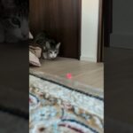 黒目の大きい猫🐱 – A cat has big eyes – #shorts #cat