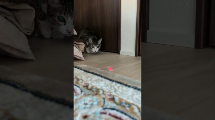 黒目の大きい猫🐱 – A cat has big eyes – #shorts #cat