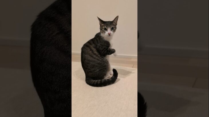振り返り猫🐱 – A cat turning back – #shorts #s #cat