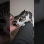 飛びつき甘え猫🐱 – Adorable Cats – #shorts #cat