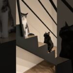 目と目が合ってしまった猫🐱 – Awkward Cats Moments – #shorts #s #cat