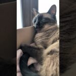 熟睡してるシャム猫🐱 – Cats Deep Sleeping – #shorts #cat