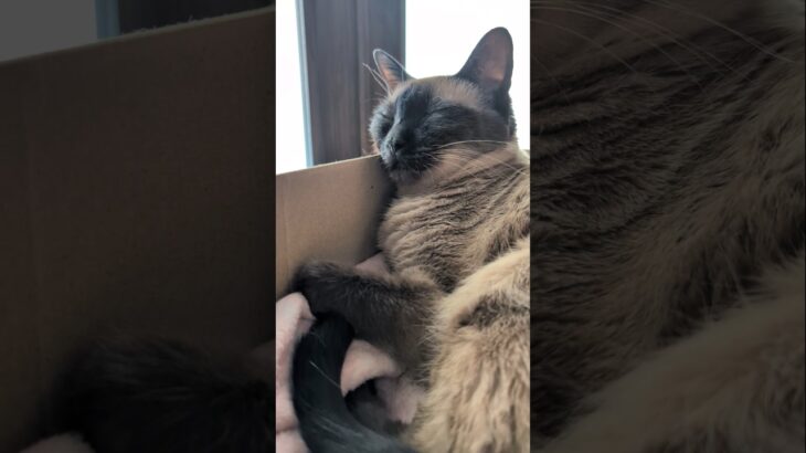 熟睡してるシャム猫🐱 – Cats Deep Sleeping – #shorts #cat