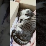 箱の中で熟睡の猫🐱 – Cats Deep Sleeping – #shorts #cat