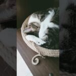 夢の中で飛んでる猫🐱 – Cats flying in her dream – #shorts #cat