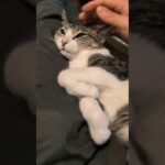 膝の上の甘え猫🐱 – Cute Lap Cats – #shorts #cat