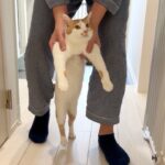 玄関から脱走しようとしたら父に捕まった猫がこうなっちゃいました…