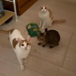 深夜に猫たちがキッチンで何かしてるので見に行ったらまさかのこうなってました…