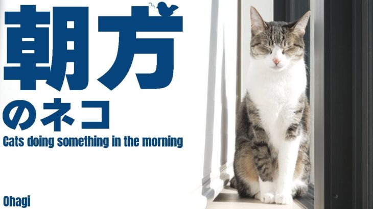 朝方の猫のやること