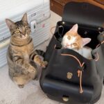 家に帰る支度をしてたら寂しがり屋な実家の猫たちがこうなっちゃいました…