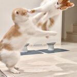 後輩猫と楽しく遊んでたら急に顔面に飛び蹴りされてまさかのこうなっちゃいました…