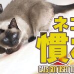 猫の慣れ