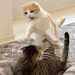 いつも優しい兄に初めて本気でビンタされた猫がこうなっちゃいました…