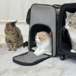 家に帰ろうとしたら年末年始一緒に過ごした猫たちが別れ際にこうなっちゃいました…