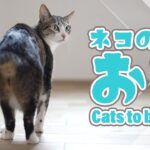 猫の「おち」
