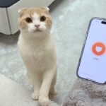 おしゃべりな猫に猫語翻訳機を使ってみたらまさかの結果になりました…