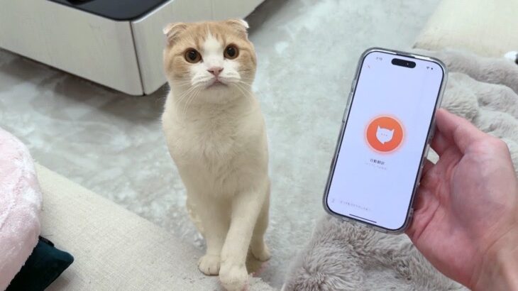 おしゃべりな猫に猫語翻訳機を使ってみたらまさかの結果になりました…