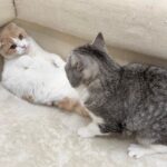 弟のイタズラを発見すると逐一止めに入る我が家のボス猫がさすがすぎました…