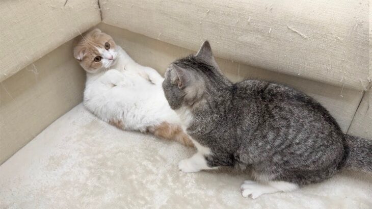 弟のイタズラを発見すると逐一止めに入る我が家のボス猫がさすがすぎました…