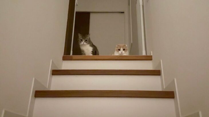 夜中に帰ってきたら寂しがり屋な猫たちが階段の上でこうなってました…