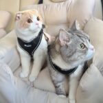 お散歩だと信じて車に乗ったら半年ぶりの動物病院だった猫たちの反応がこちらです…